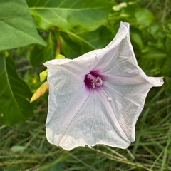 Ipomoea sagittifolia, photograph Matteo Bellucci, CC BY, iNaturalist via GBIF