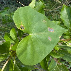 Ipomoea sagittifolia, photograph Matteo Bellucci, CC BY, iNaturalist via GBIF