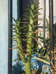 Euphorbia trigona