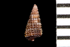 Cerithiopsis