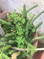 Euphorbia trigona