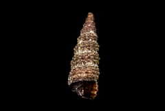 Cerithiopsis