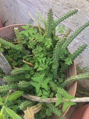 Euphorbia trigona