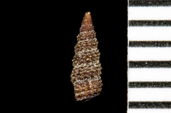 Cerithiopsis