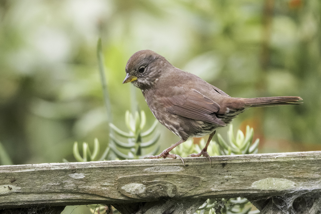 Sooty Fox-sparrow