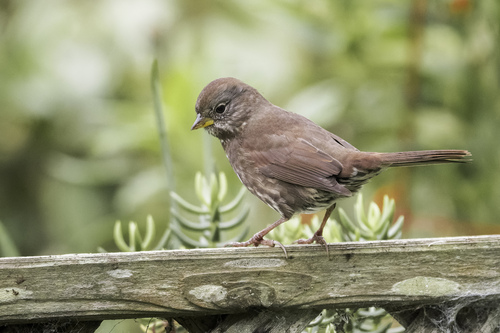 Sooty Fox-sparrow