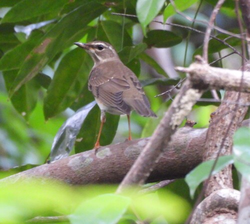 Zorzal rojigrís (Turdus obscurus)