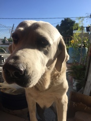 Canis familiaris