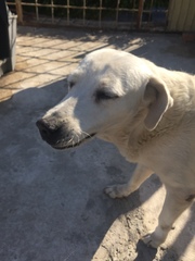 Canis familiaris