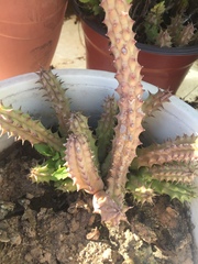 Euphorbia trigona