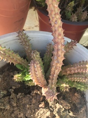 Euphorbia trigona