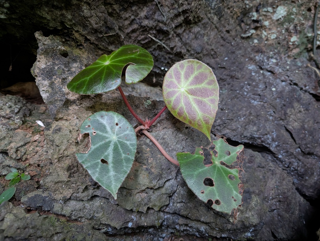 Begonia vietnamensis (Begonia vietnamensis)
