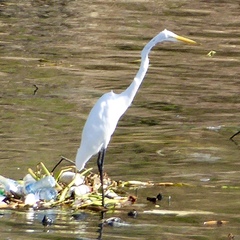 Ardea alba