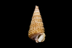 Cerithiopsis