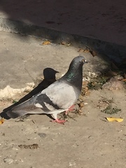 Columba livia