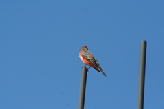 Pyrocephalus rubinus