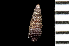 Cerithiopsis