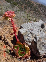 Dudleya candelabrum