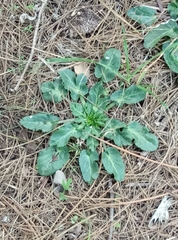 Eryngium creticum