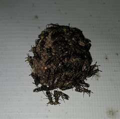Protopolybia exigua