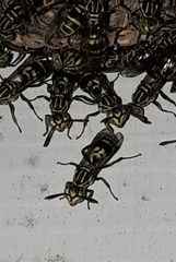 Protopolybia exigua