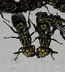 Protopolybia exigua