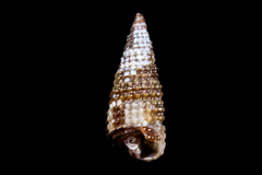 Odostomia