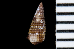 Odostomia