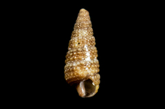 Cerithiopsis