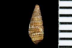 Cerithiopsis