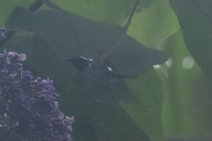 Chaetocercus berlepschi