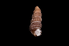 Cerithiopsis