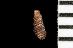Cerithiopsis