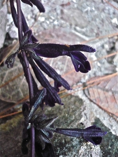 Guerreran Lagoon Sage (Salvia hintonii)