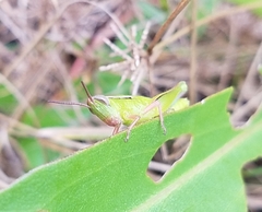 Aptenopedes sphenarioides