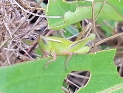 Aptenopedes sphenarioides