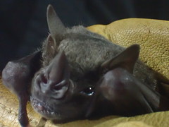 Artibeus jamaicensis