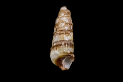 Cerithiopsidae