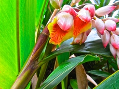 Alpinia nutans