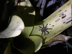 Pachistopelma bromelicola