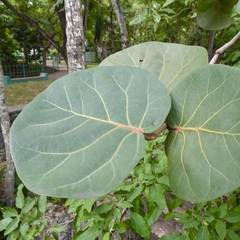 Coccoloba uvifera