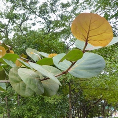 Coccoloba uvifera