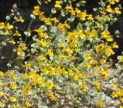 Erythranthe glaucescens