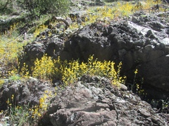 Erythranthe glaucescens