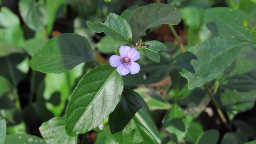 Dyschoriste humistrata image