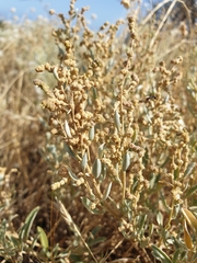 Atriplex paludosa