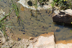 Vandijkophrynus