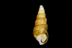 Odostomia