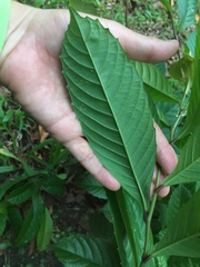 Tetracera indica