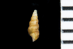 Odostomia